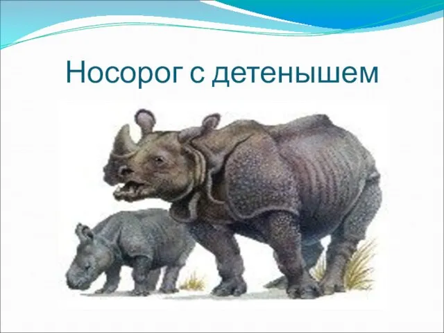 Носорог с детенышем