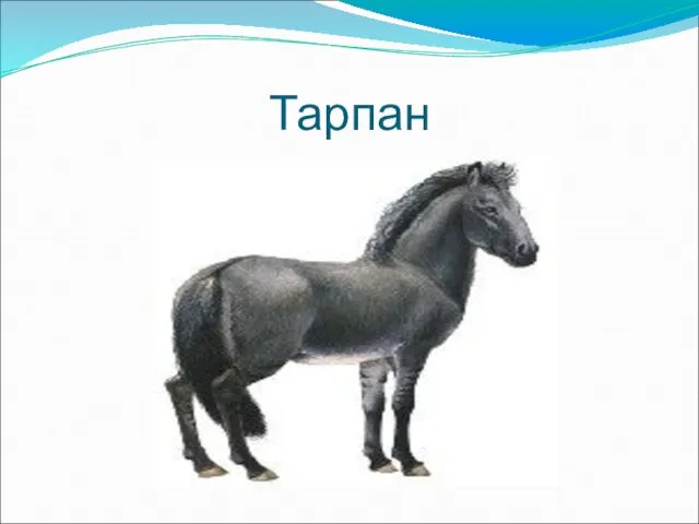 Тарпан