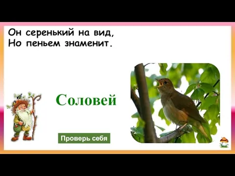 Он серенький на вид, Но пеньем знаменит. Соловей Проверь себя