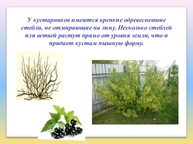 У кустарников имеются крепкие одревесневшие стебли, не отмирающие на зиму. Несколько