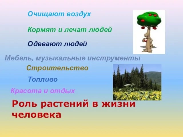 Роль растений в жизни человека Очищают воздух Кормят и лечат людей