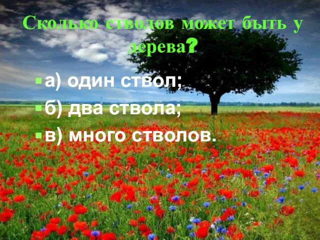 Сколько стволов может быть у дерева? а) один ствол; б) два ствола; в) много стволов.