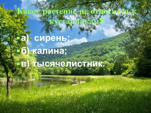 Какое растение не относится к кустарникам? а) сирень; б) калина; в) тысячелистник.