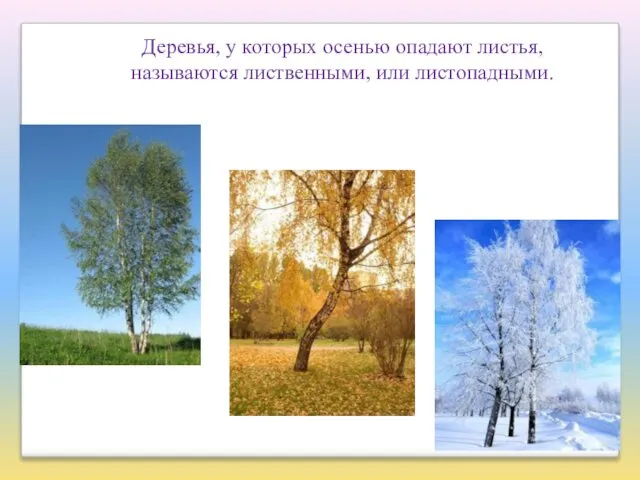 Деревья, у которых осенью опадают листья, называются лиственными, или листопадными.