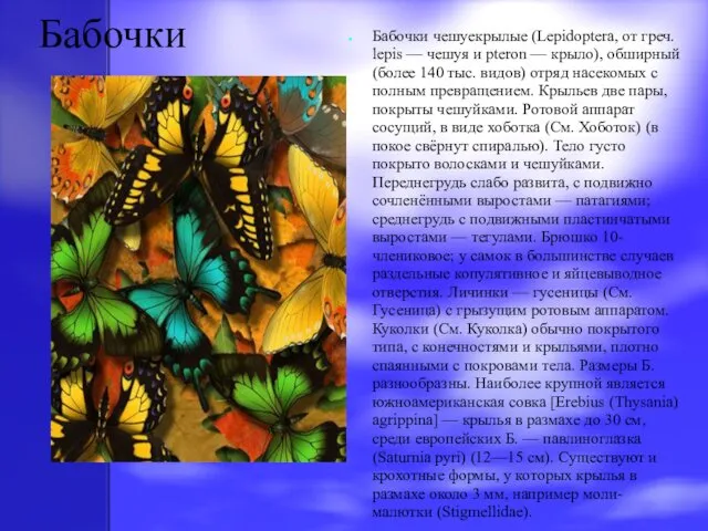 Бабочки Бабочки чешуекрылые (Lepidoptera, от греч. lepis — чешуя и pteron