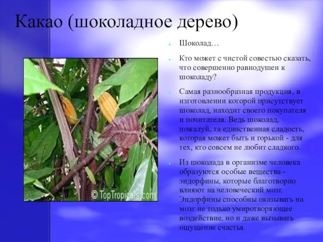 Какао (шоколадное дерево) Шоколад… Кто может с чистой совестью сказать, что