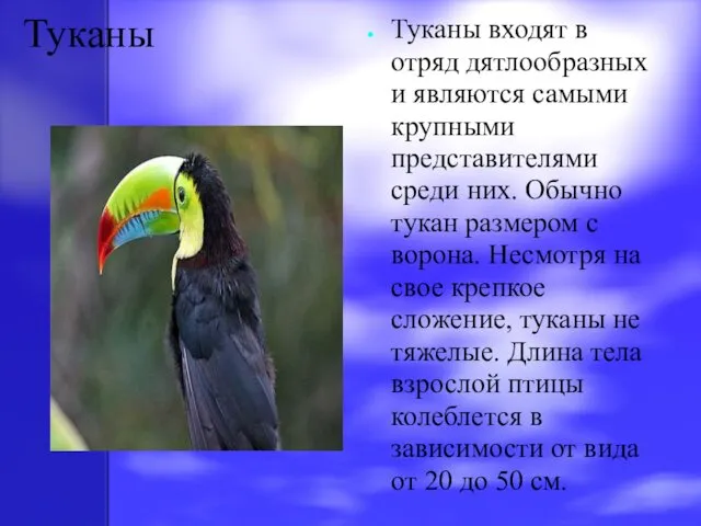 Туканы Туканы входят в отряд дятлообразных и являются самыми крупными представителями