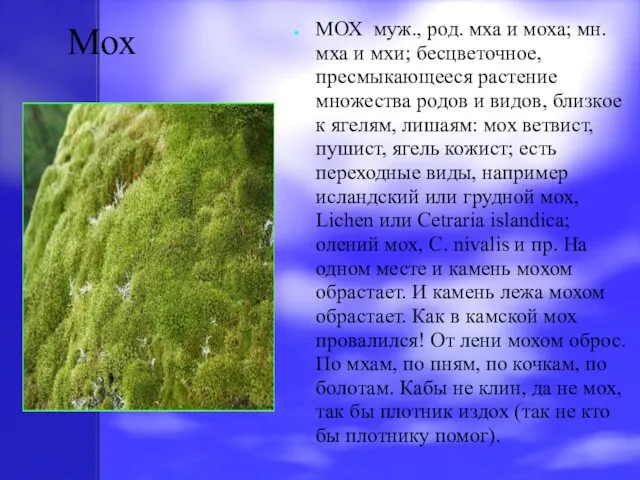 Мох МОХ муж., род. мха и моха; мн. мха и мхи;