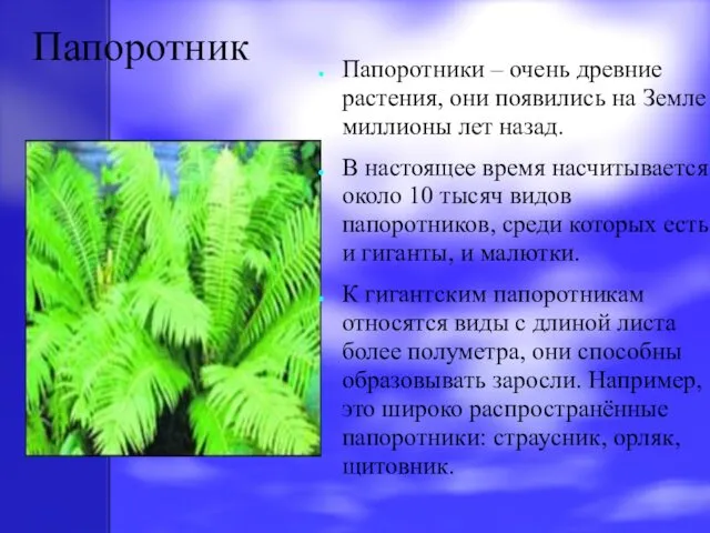 Папоротник Папоротники – очень древние растения, они появились на Земле миллионы