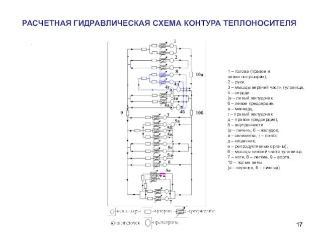 РАСЧЕТНАЯ ГИДРАВЛИЧЕСКАЯ СХЕМА КОНТУРА ТЕПЛОНОСИТЕЛЯ 1 – голова (правое и левое