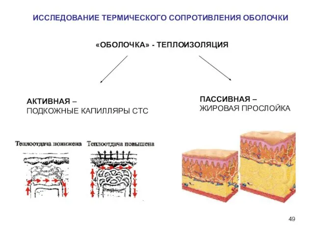 ИССЛЕДОВАНИЕ ТЕРМИЧЕСКОГО СОПРОТИВЛЕНИЯ ОБОЛОЧКИ «ОБОЛОЧКА» - ТЕПЛОИЗОЛЯЦИЯ АКТИВНАЯ – ПОДКОЖНЫЕ КАПИЛЛЯРЫ СТС ПАССИВНАЯ – ЖИРОВАЯ ПРОСЛОЙКА