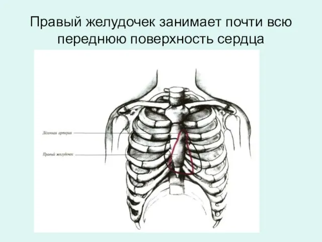 Правый желудочек занимает почти всю переднюю поверхность сердца