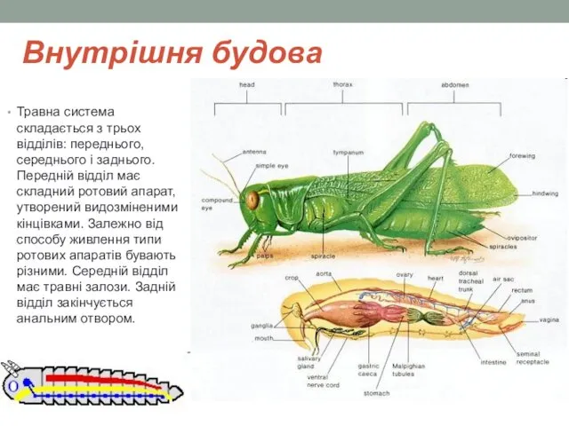 Внутрішня будова Травна система складається з трьох відділів: переднього, середнього і