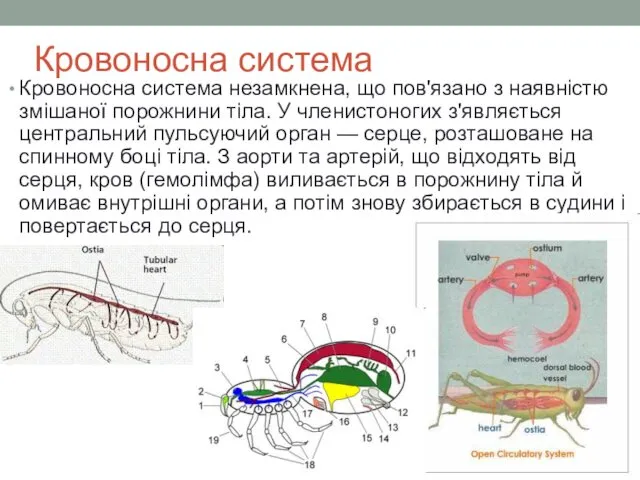 Кровоносна система Кровоносна система незамкнена, що пов'язано з наявністю змішаної порожнини