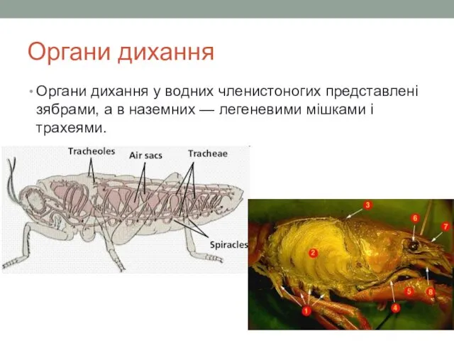 Органи дихання Органи дихання у водних членистоногих представлені зябрами, а в