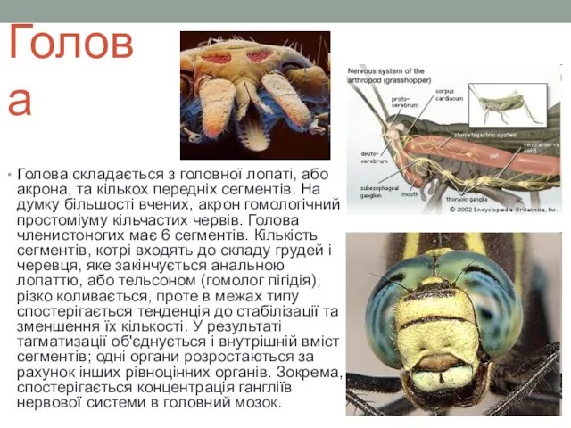 Голова Голова складається з головної лопаті, або акрона, та кількох передніх