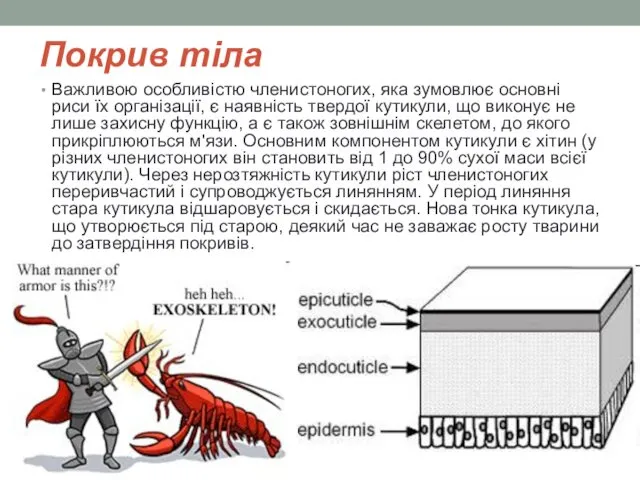 Покрив тіла Важливою особливістю членистоногих, яка зумовлює основні риси їх організації,