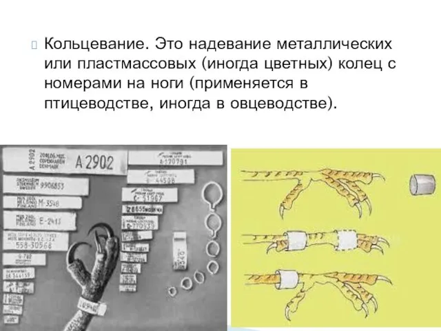 Кольцевание. Это надевание металлических или пластмассовых (иногда цветных) колец с номерами