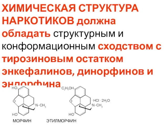 ХИМИЧЕСКАЯ СТРУКТУРА НАРКОТИКОВ должна обладать структурным и конформационным сходством с тирозиновым