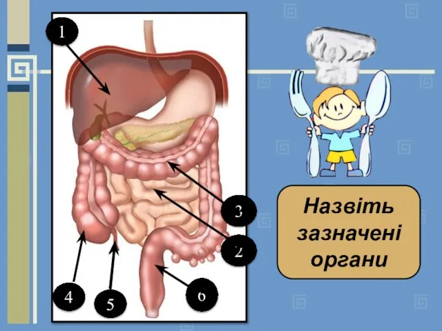 1 4 5 6 2 3 Назвіть зазначені органи