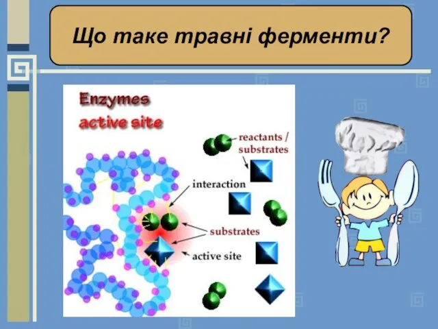 Що таке травні ферменти?