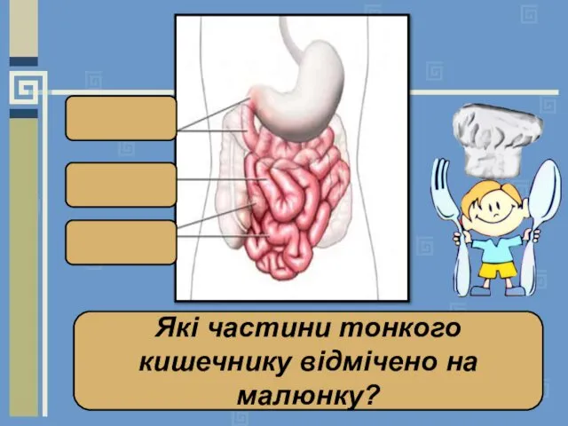 Які частини тонкого кишечнику відмічено на малюнку?