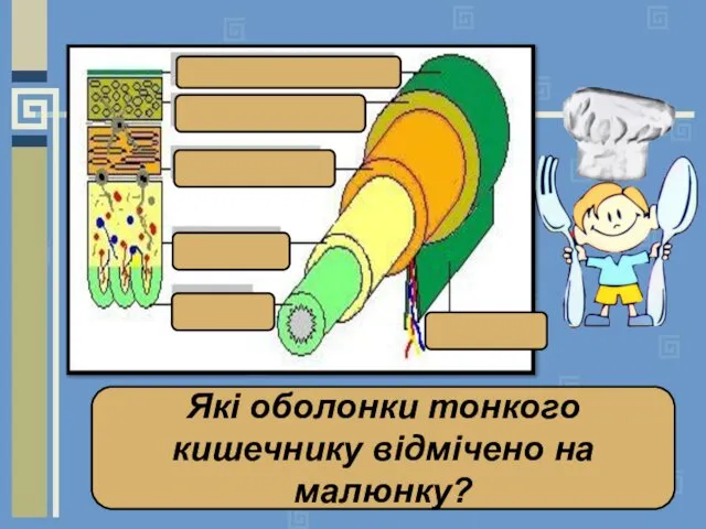 Які оболонки тонкого кишечнику відмічено на малюнку?