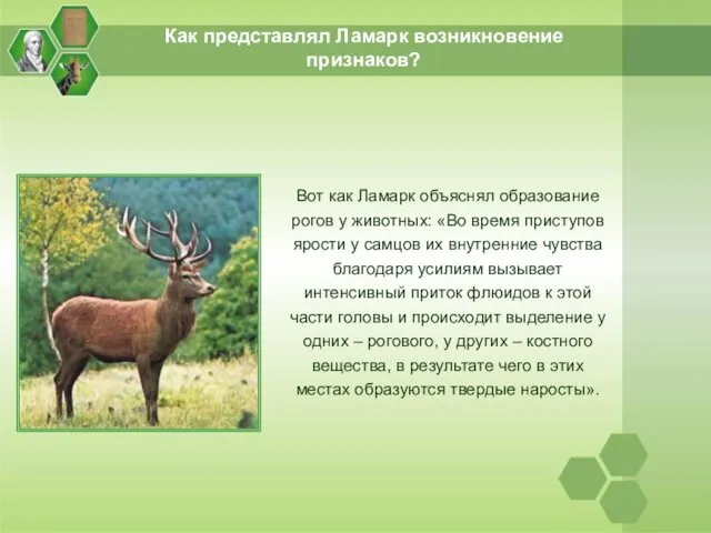 Как представлял Ламарк возникновение признаков? Вот как Ламарк объяснял образование рогов