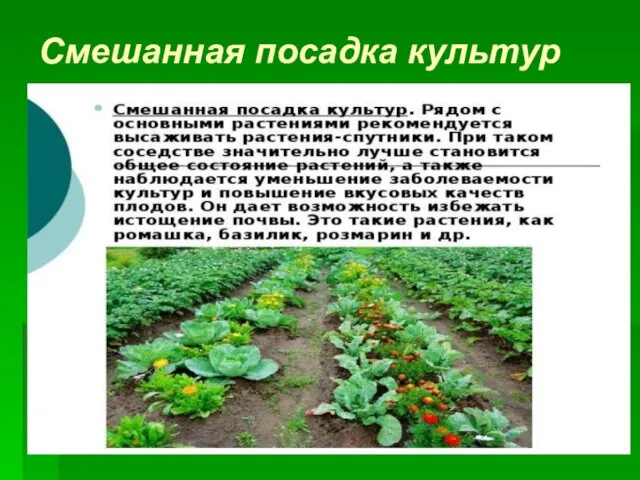 Смешанная посадка культур