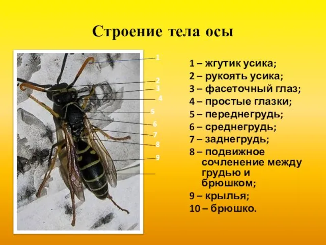 Строение тела осы 1 – жгутик усика; 2 – рукоять усика;