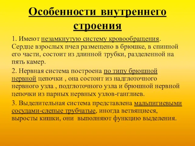 Особенности внутреннего строения 1. Имеют незамкнутую систему кровообращения. Сердце взрослых пчел