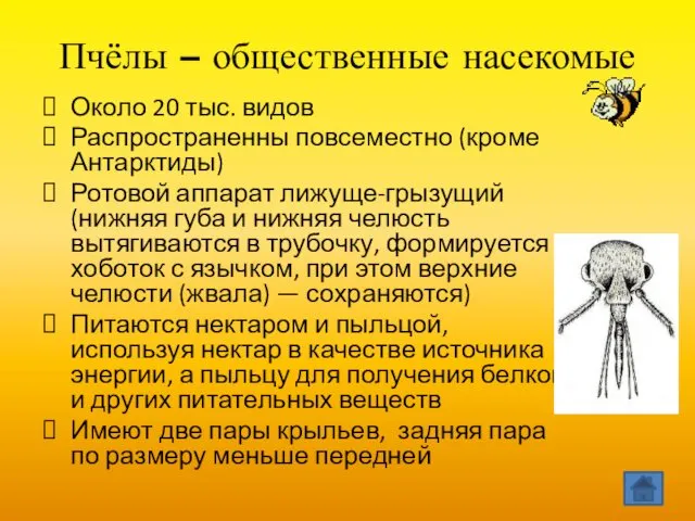 Пчёлы – общественные насекомые Около 20 тыс. видов Распространенны повсеместно (кроме