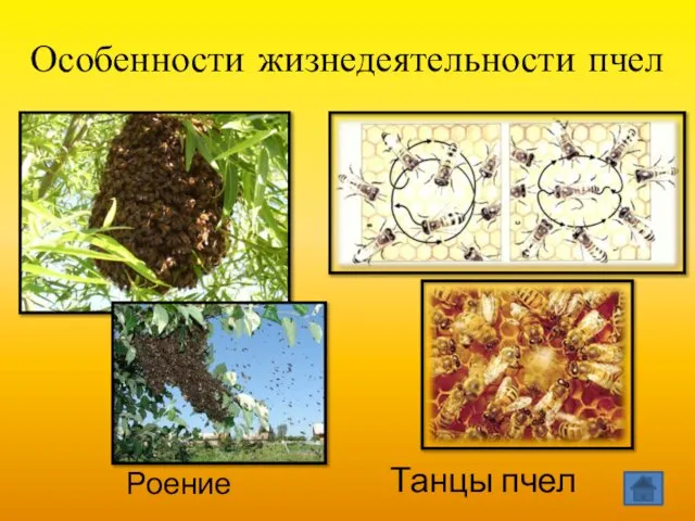 Особенности жизнедеятельности пчел Танцы пчел Роение