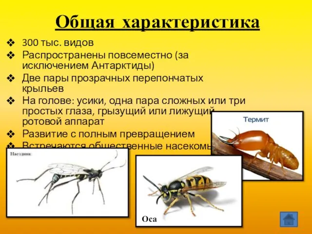 Общая характеристика 300 тыс. видов Распространены повсеместно (за исключением Антарктиды) Две