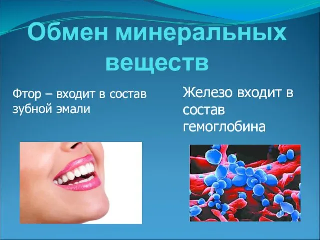 Обмен минеральных веществ Фтор – входит в состав зубной эмали Железо входит в состав гемоглобина