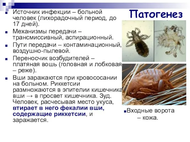 Патогенез Источник инфекции – больной человек (лихорадочный период, до 17 дней).