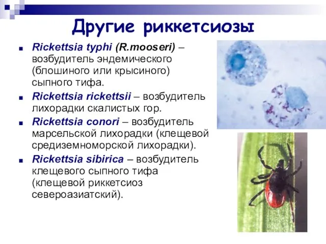 Другие риккетсиозы Rickettsia typhi (R.mooseri) – возбудитель эндемического (блошиного или крысиного)