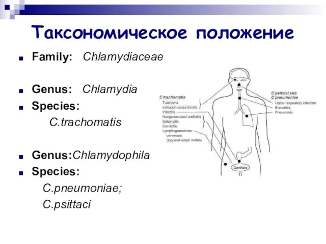 Таксономическое положение Family: Chlamydiaceae Genus: Chlamydia Species: C.trachomatis Genus:Chlamydophila Species: C.pneumoniae; C.psittaci