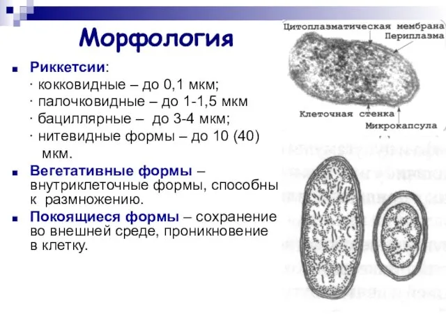 Морфология Риккетсии: ∙ кокковидные – до 0,1 мкм; ∙ палочковидные –