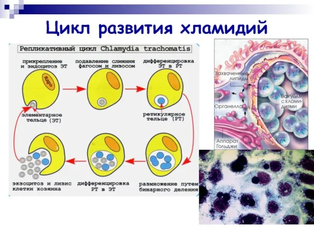 Цикл развития хламидий