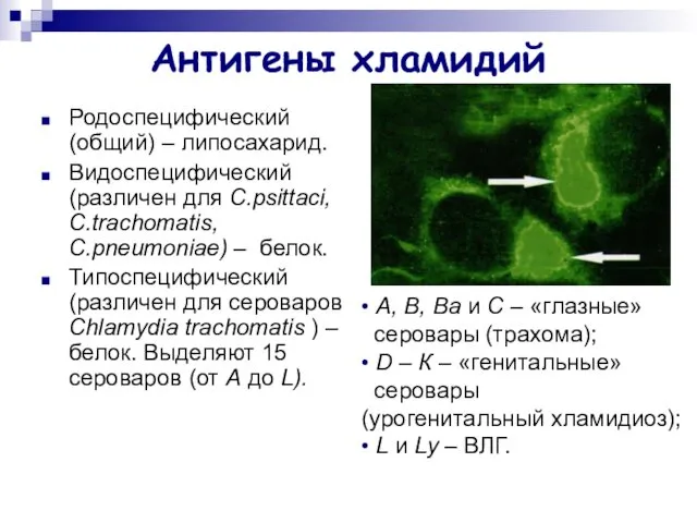 Антигены хламидий Родоспецифический (общий) – липосахарид. Видоспецифический (различен для C.psittaci, C.trachomatis,