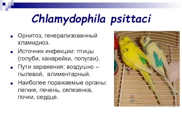 Chlamydophila psittaci Орнитоз, генерализованный хламидиоз. Источник инфекции: птицы (голуби, канарейки, попугаи).