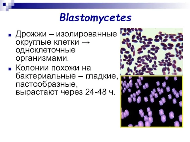 Blastomycetes Дрожжи – изолированные округлые клетки → одноклеточные организмами. Колонии похожи