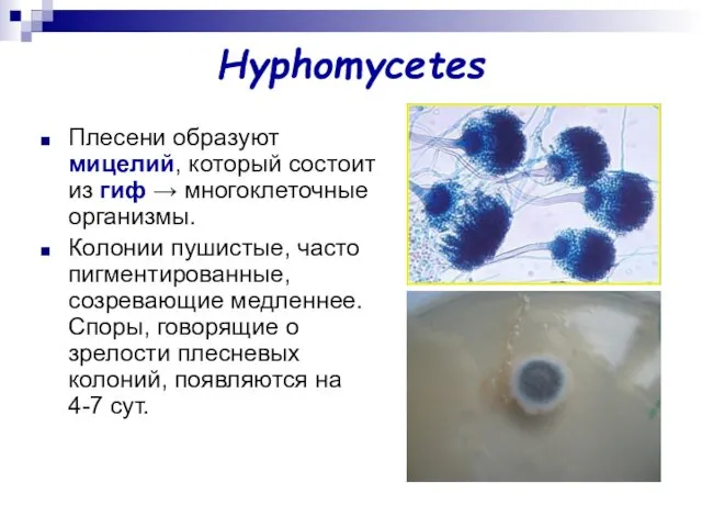 Hyphomycetes Плесени образуют мицелий, который состоит из гиф → многоклеточные организмы.