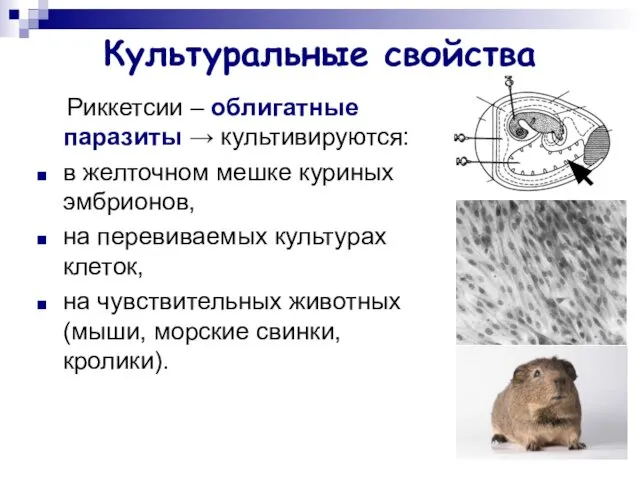 Культуральные свойства Риккетсии – облигатные паразиты → культивируются: в желточном мешке