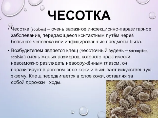 ЧЕСОТКА Чесотка (scabes) – очень заразное инфекционно-паразитарное заболевание, передающееся контактным путём