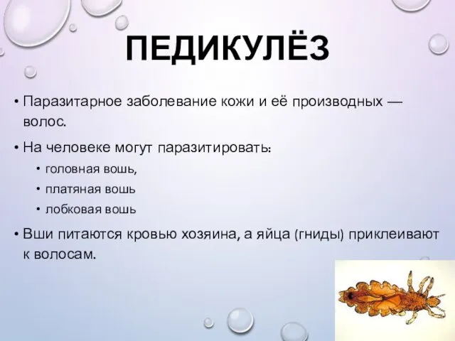 ПЕДИКУЛЁЗ Паразитарное заболевание кожи и её производных — волос. На человеке