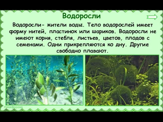 Водоросли- жители воды. Тело водорослей имеет форму нитей, пластинок или шариков.