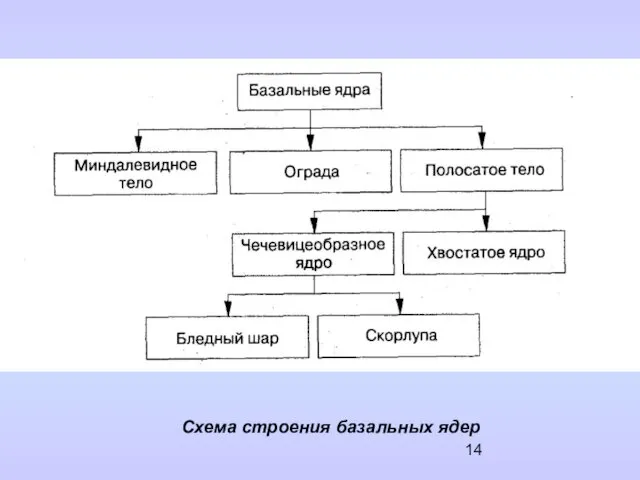 Схема строения базальных ядер