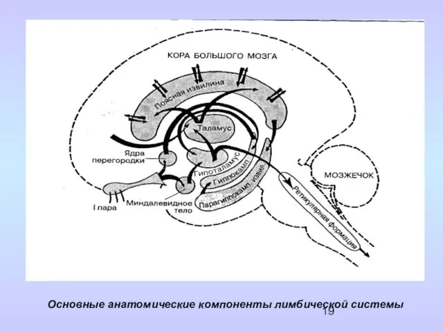 Основные анатомические компоненты лимбической системы